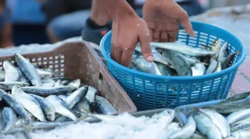 إجراء مبكر.. ضمان استقرار أسعار السردين طوال رمضان